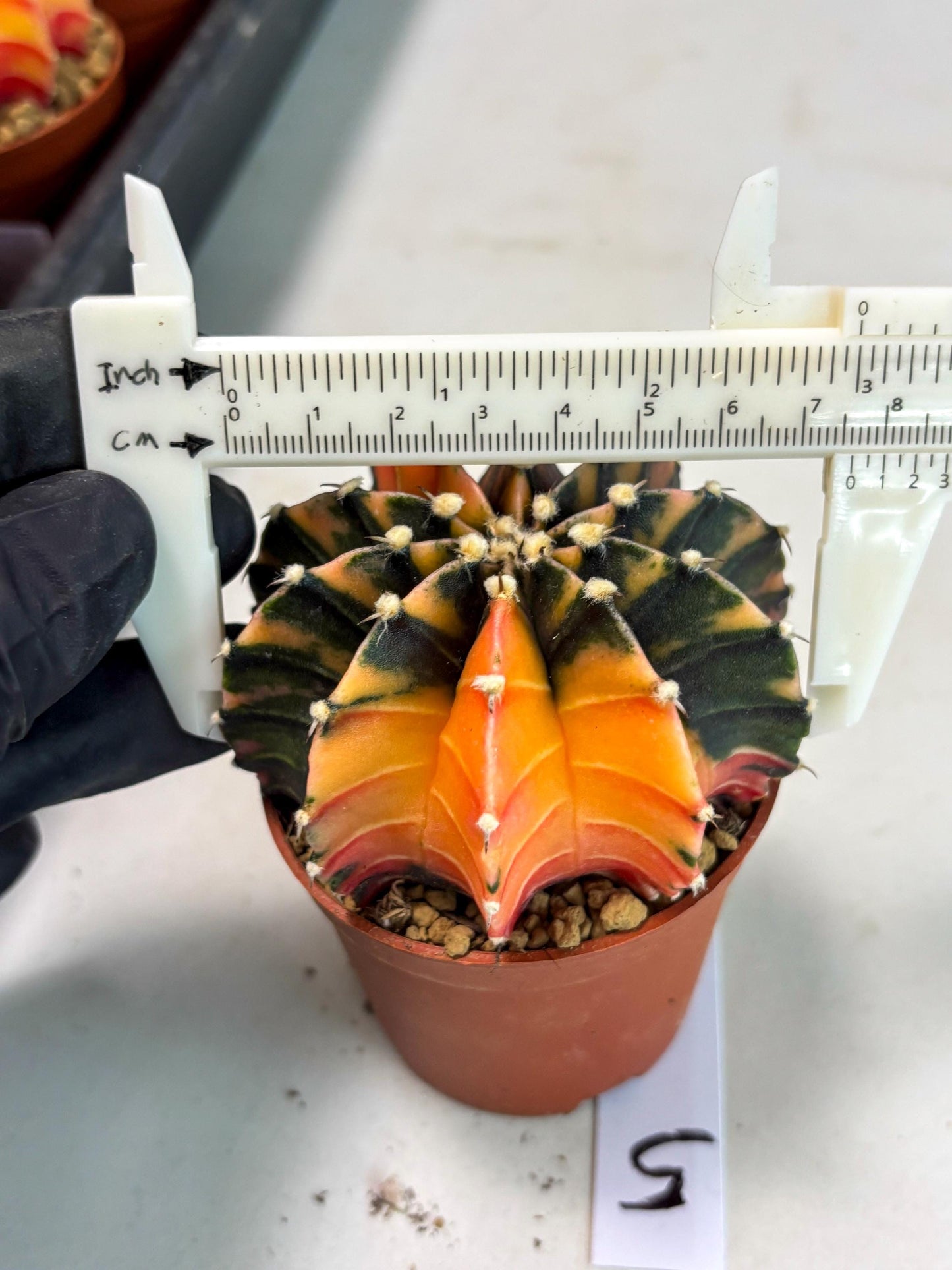 Gymnocalycium Lb Hybrid (gy3) (b5) | Imported Plants