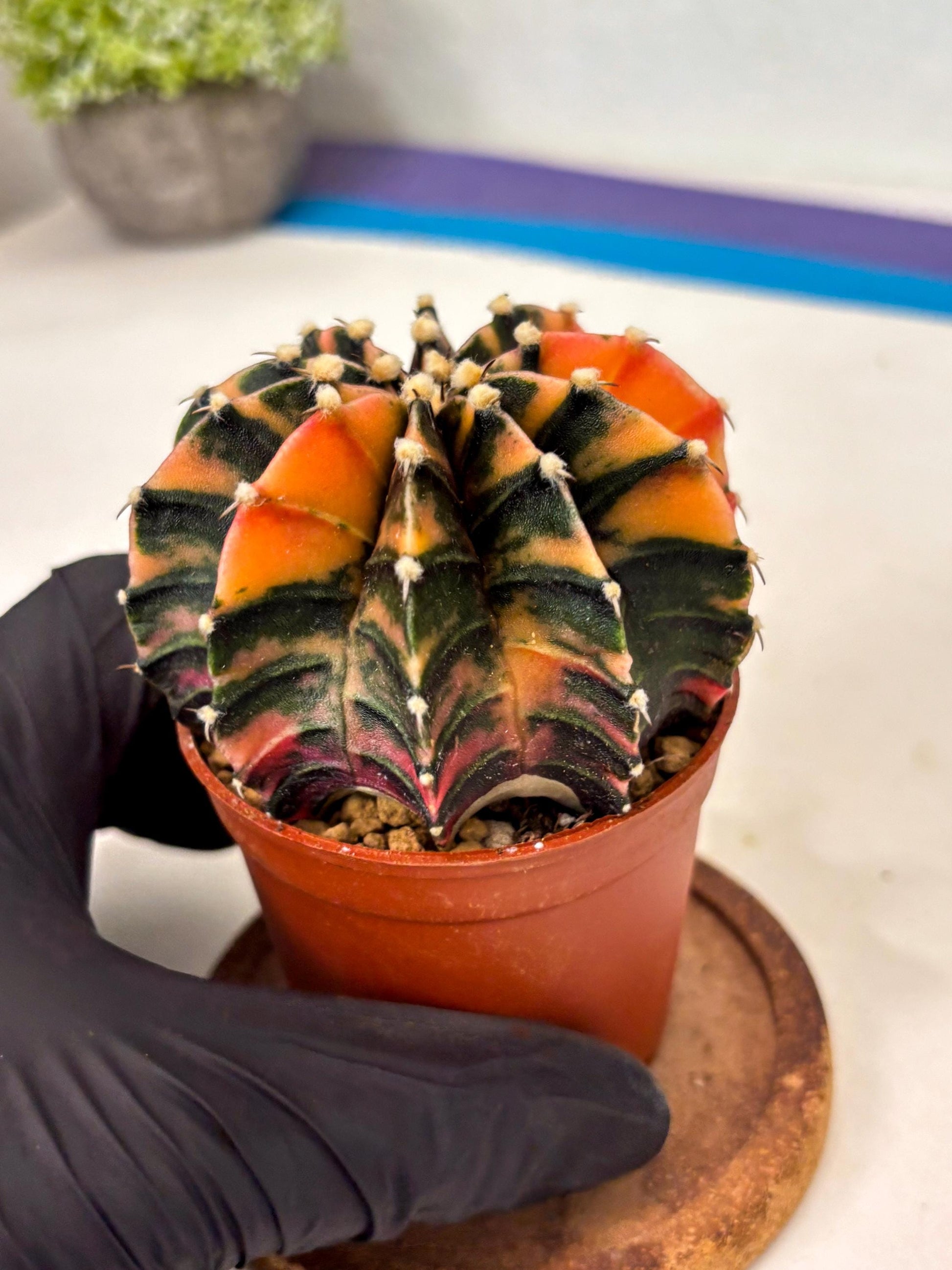 Gymnocalycium Lb Hybrid (gy3) (b5) | Imported Plants