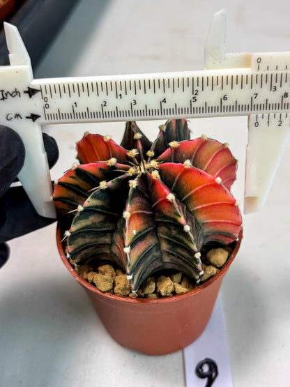 Gymnocalycium Lb Hybrid (gy3) (b6) | Imported Plants