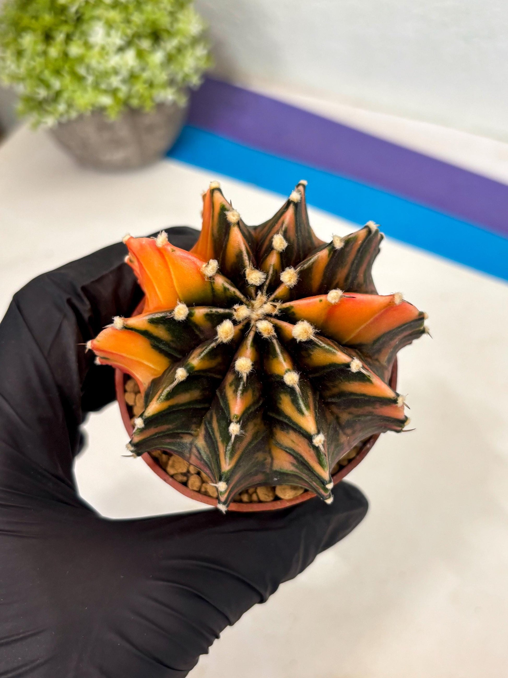 Gymnocalycium Lb Hybrid (gy3) (b5) | Imported Plants