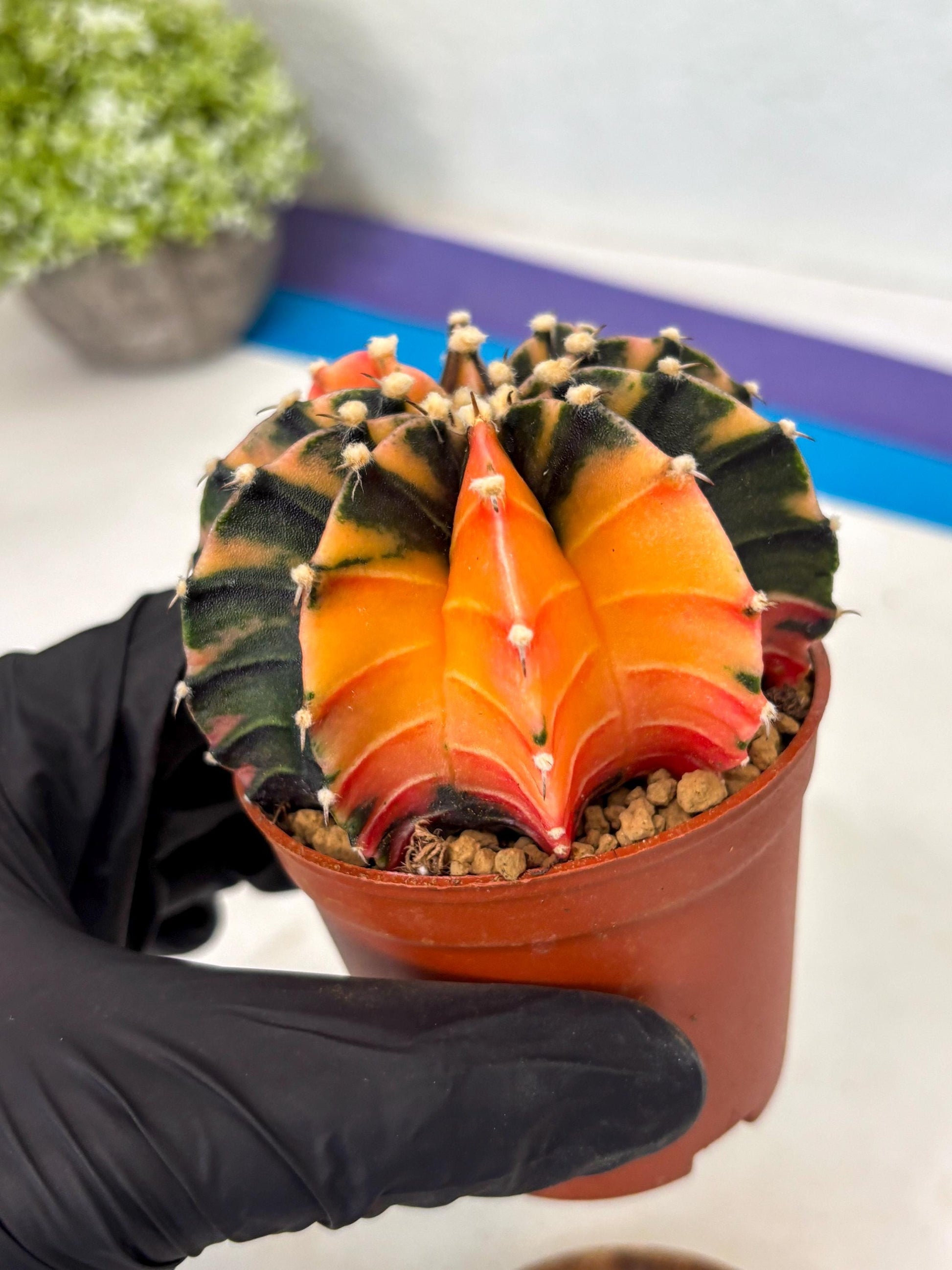 Gymnocalycium Lb Hybrid (gy3) (b5) | Imported Plants