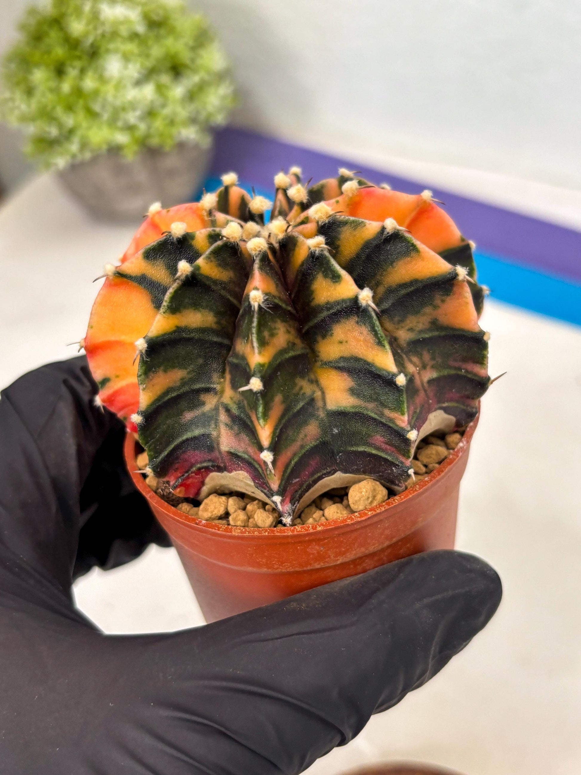 Gymnocalycium Lb Hybrid (gy3) (b5) | Imported Plants