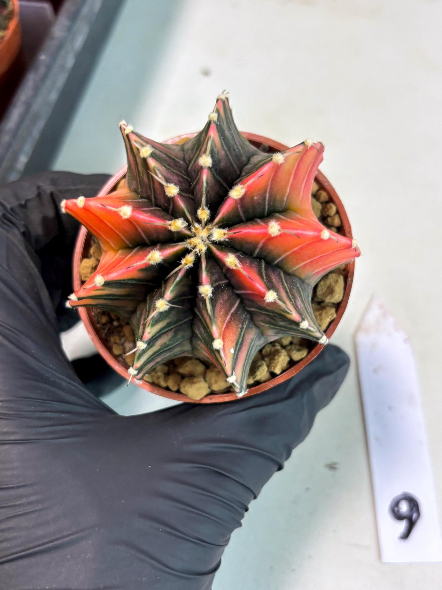 Gymnocalycium Lb Hybrid (gy3) (b6) | Imported Plants