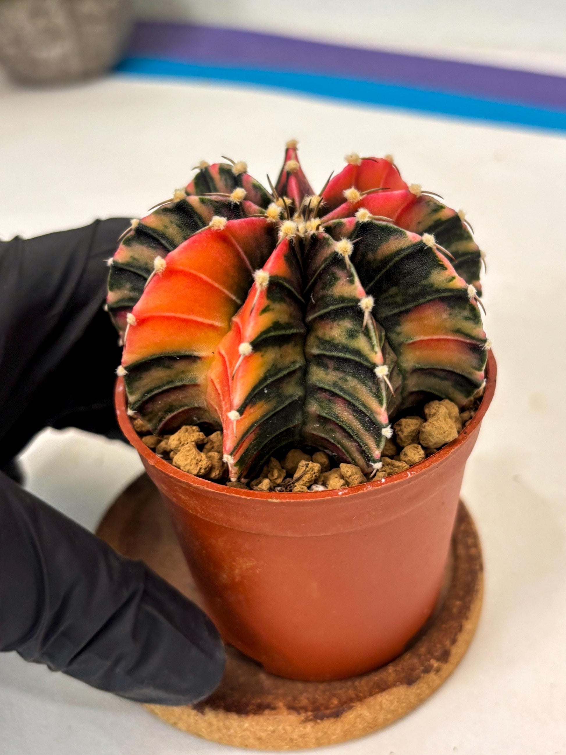 Gymnocalycium Lb Hybrid (gy3) (b6) | Imported Plants