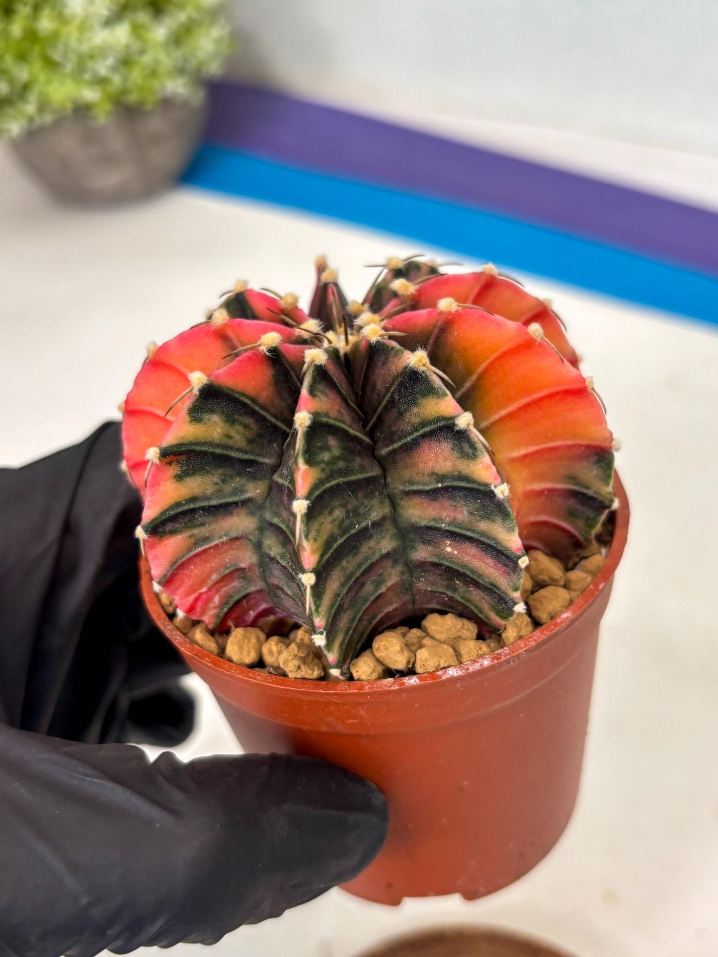 Gymnocalycium Lb Hybrid (gy3) (b6) | Imported Plants