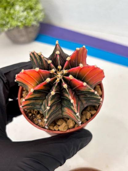 Gymnocalycium Lb Hybrid (gy3) (b6) | Imported Plants