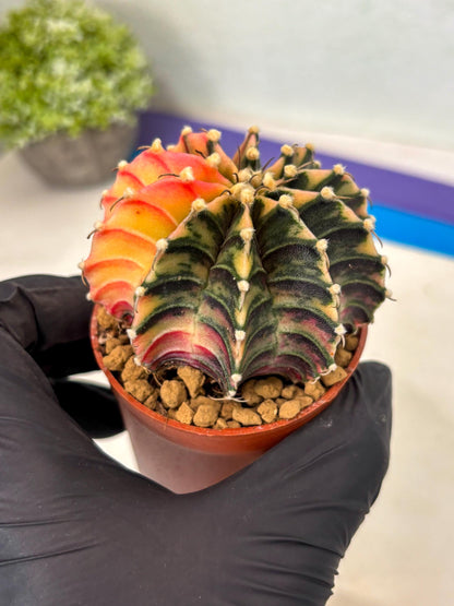 Gymnocalycium Lb Hybrid (gy3) (b7) | Imported Plants