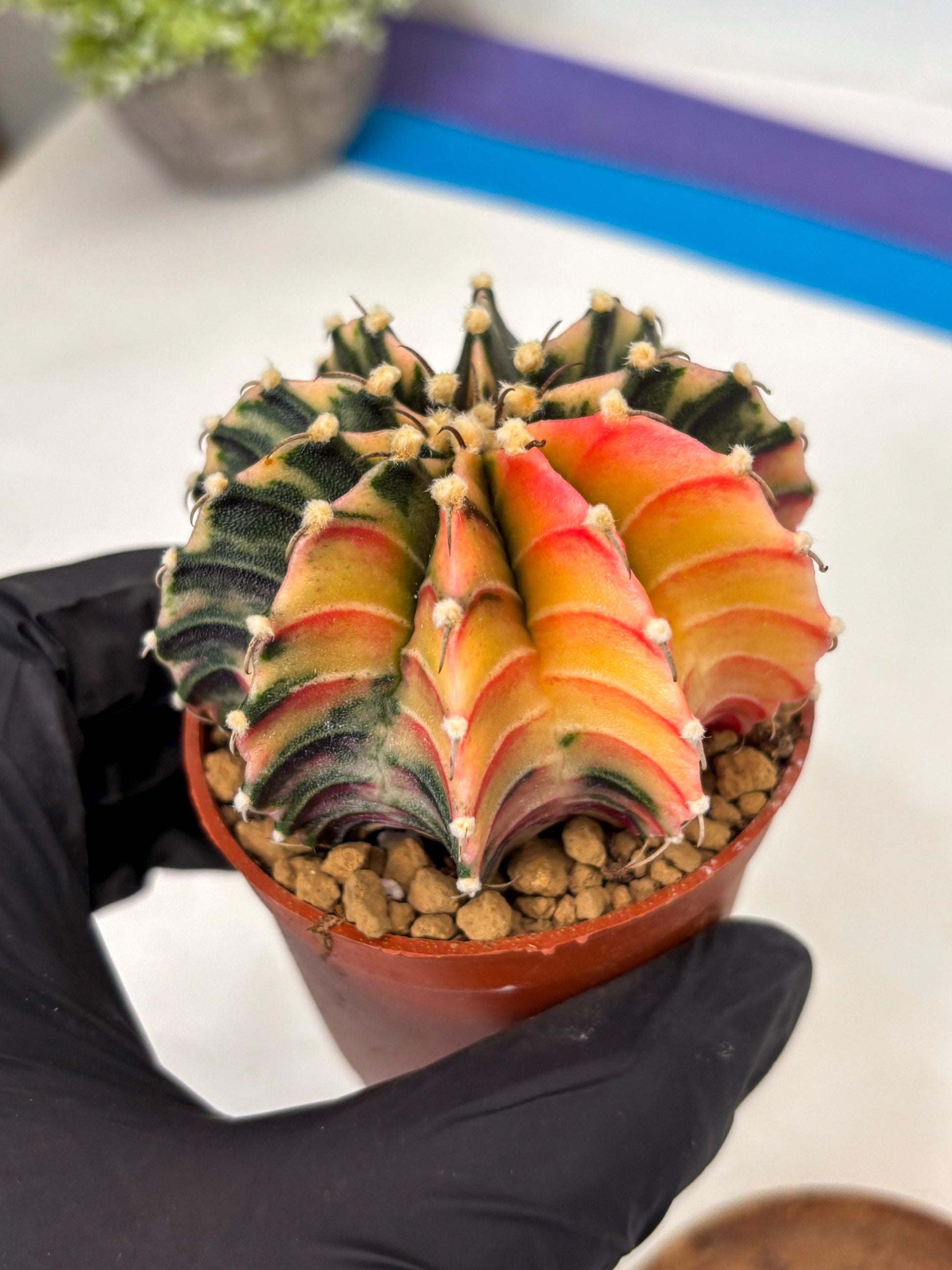 Gymnocalycium Lb Hybrid (gy3) (b7) | Imported Plants