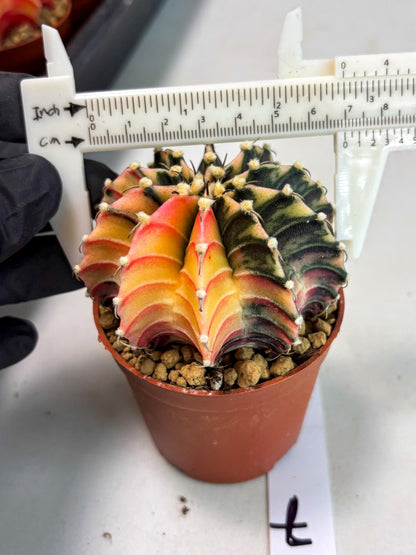 Gymnocalycium Lb Hybrid (gy3) (b7) | Imported Plants