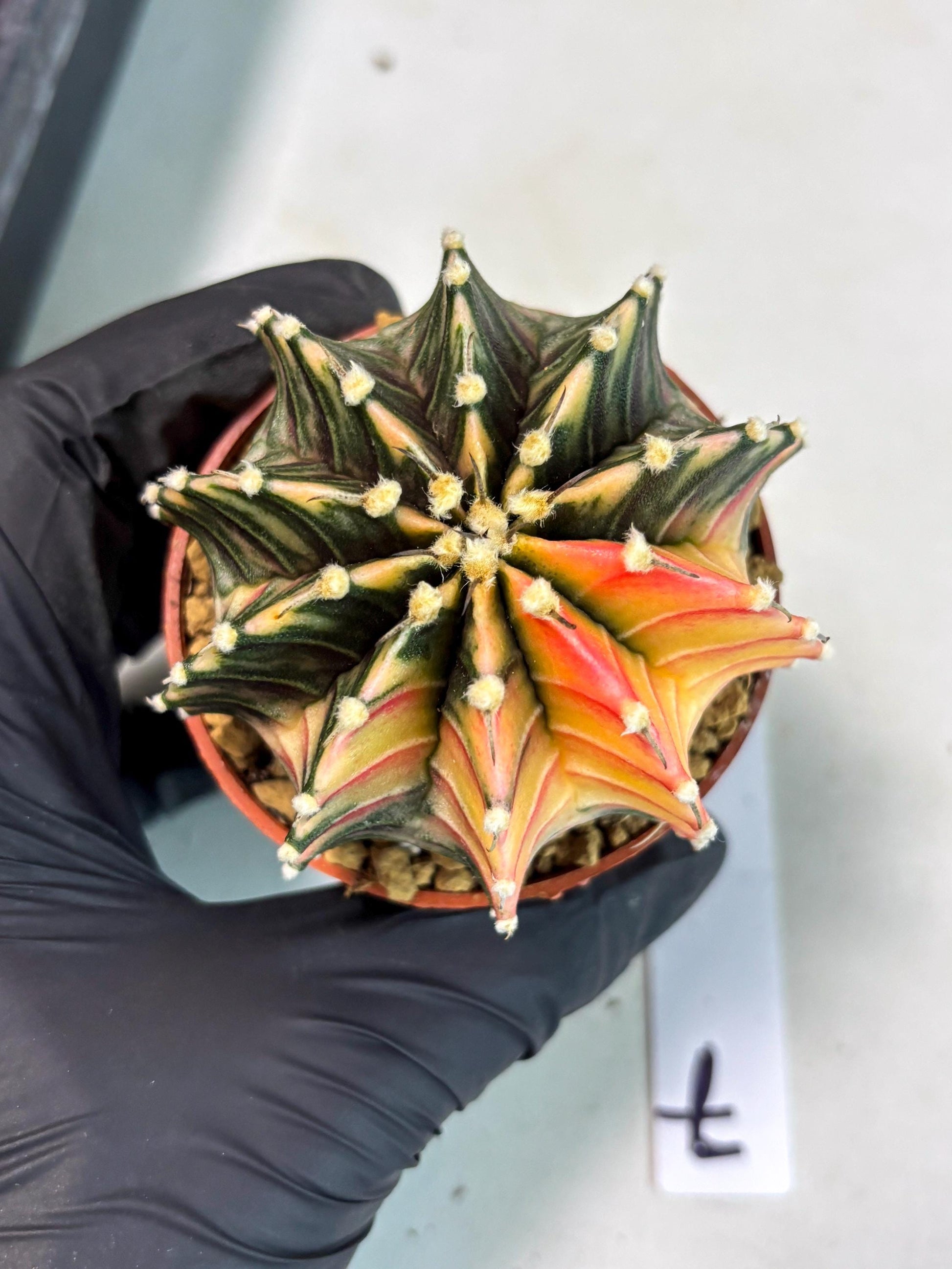 Gymnocalycium Lb Hybrid (gy3) (b7) | Imported Plants