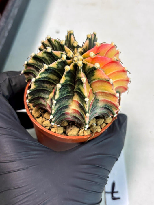 Gymnocalycium Lb Hybrid (gy3) (b7) | Imported Plants
