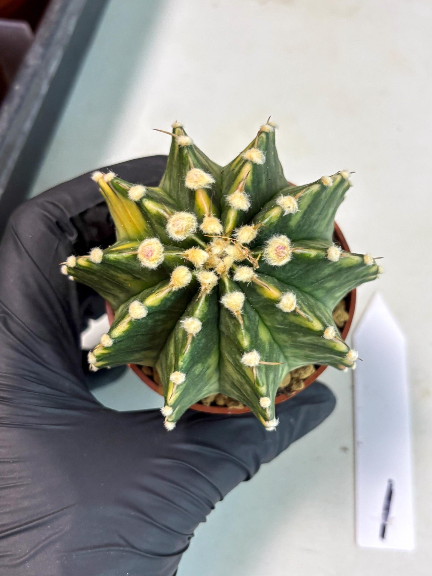 Gymnocalycium Lb Hybrid (gy3) (y1) | Imported Plants