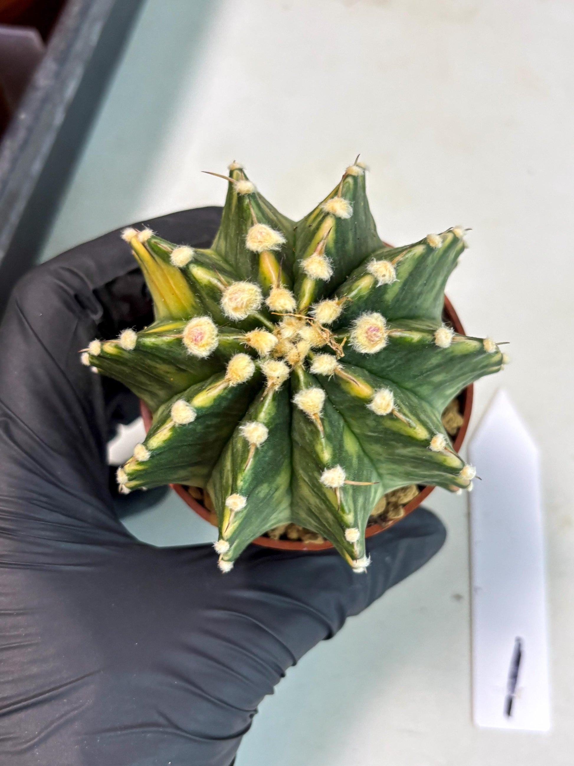 Gymnocalycium Lb Hybrid (gy3) (y1) | Imported Plants