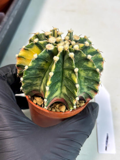 Gymnocalycium Lb Hybrid (gy3) (y1) | Imported Plants