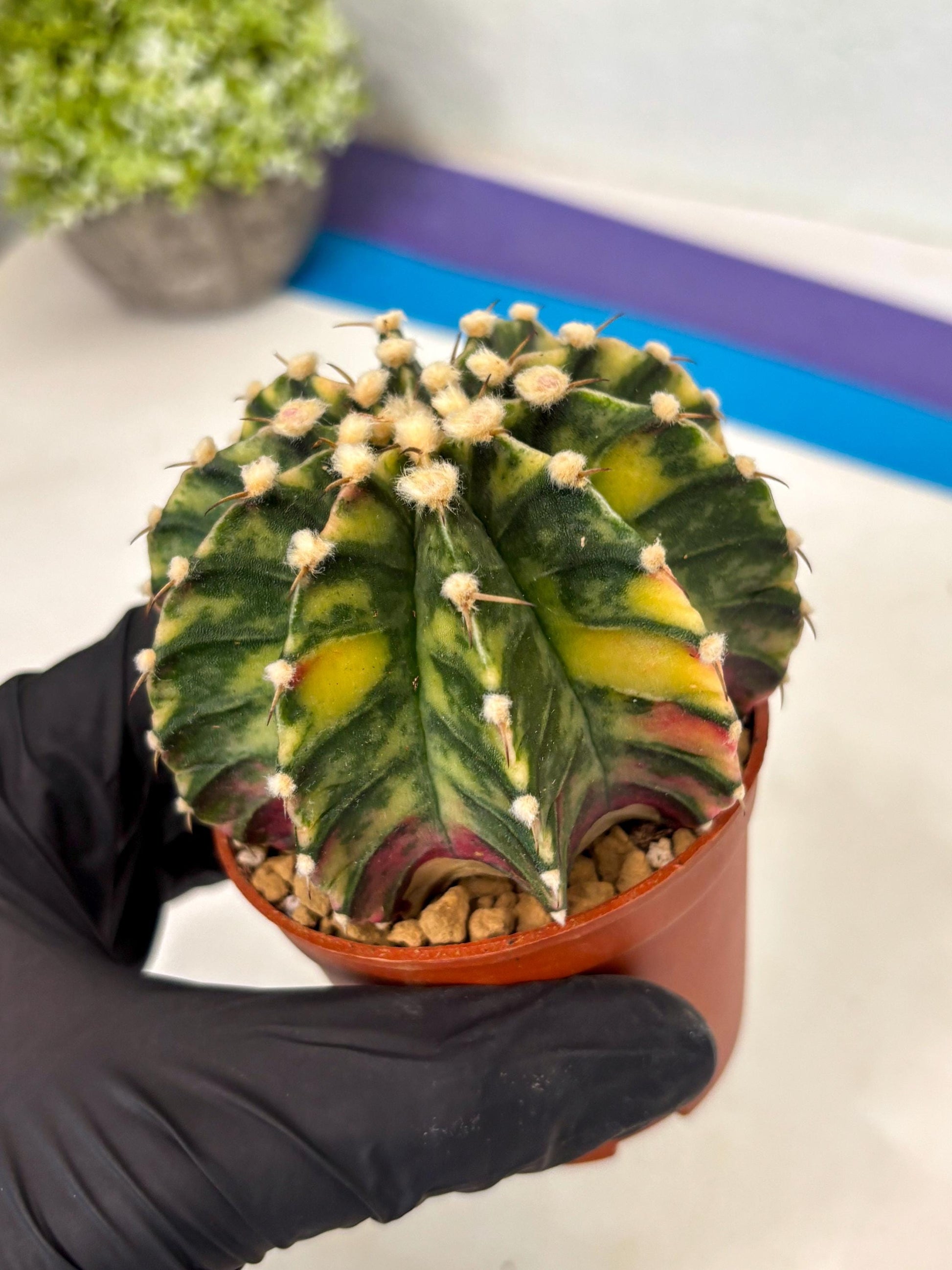 Gymnocalycium Lb Hybrid (gy3) (y1) | Imported Plants