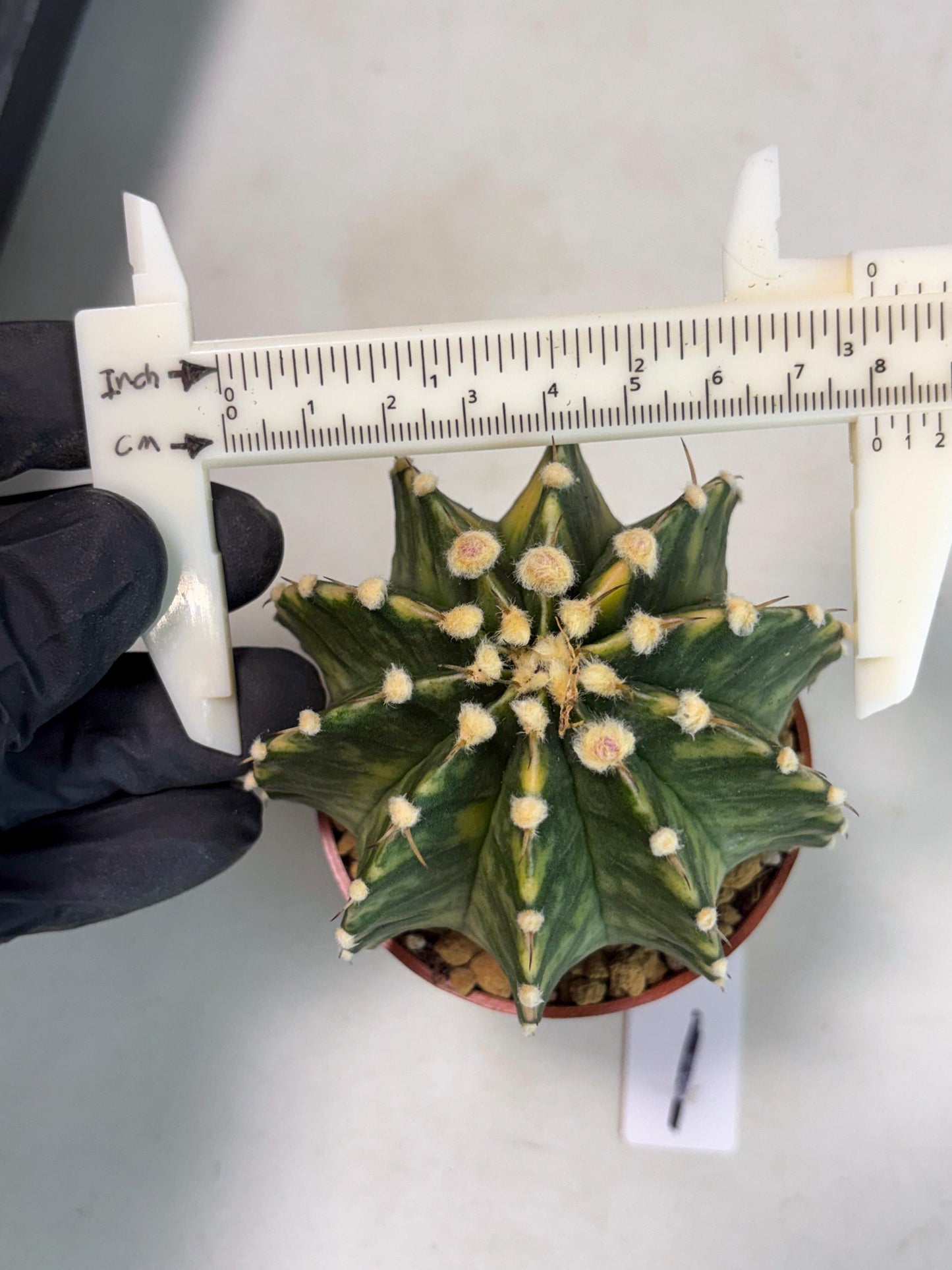 Gymnocalycium Lb Hybrid (gy3) (y1) | Imported Plants