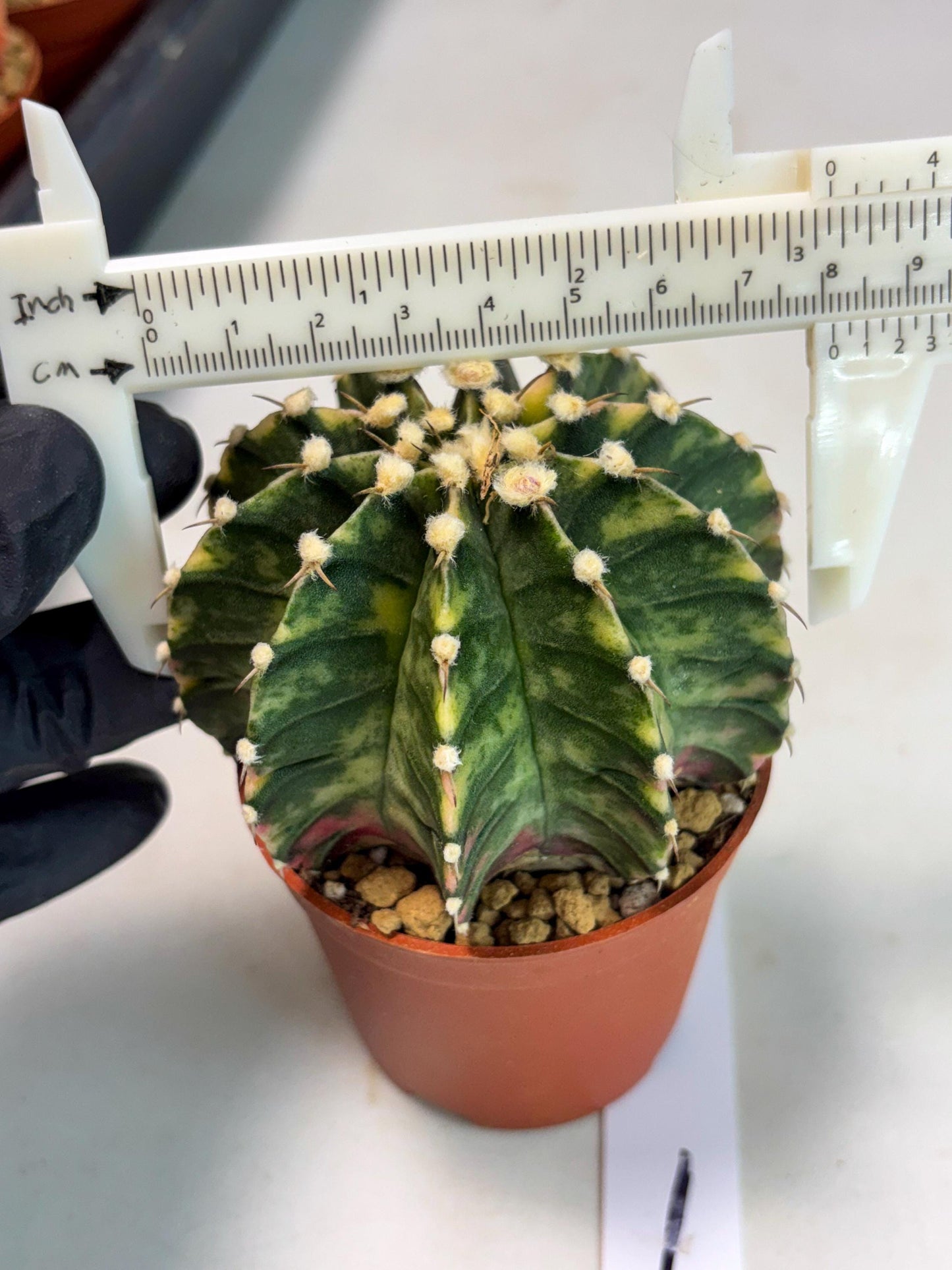 Gymnocalycium Lb Hybrid (gy3) (y1) | Imported Plants