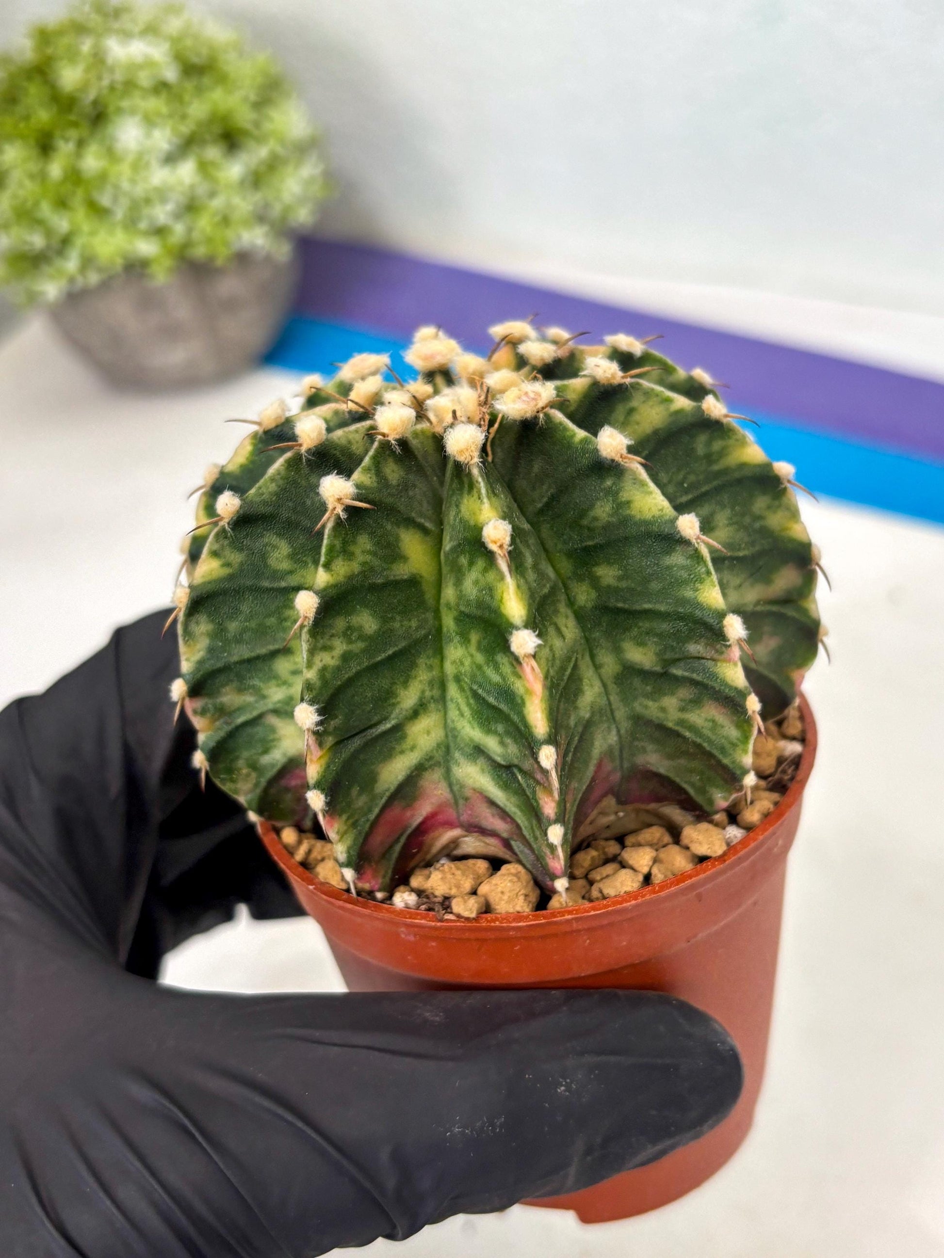 Gymnocalycium Lb Hybrid (gy3) (y1) | Imported Plants
