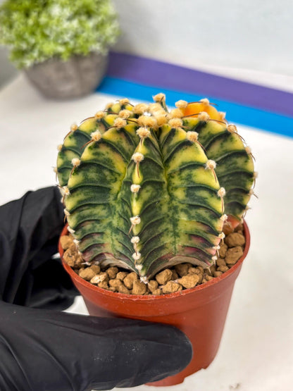 Gymnocalycium Lb Hybrid (gy3) (y2) | Imported Plants