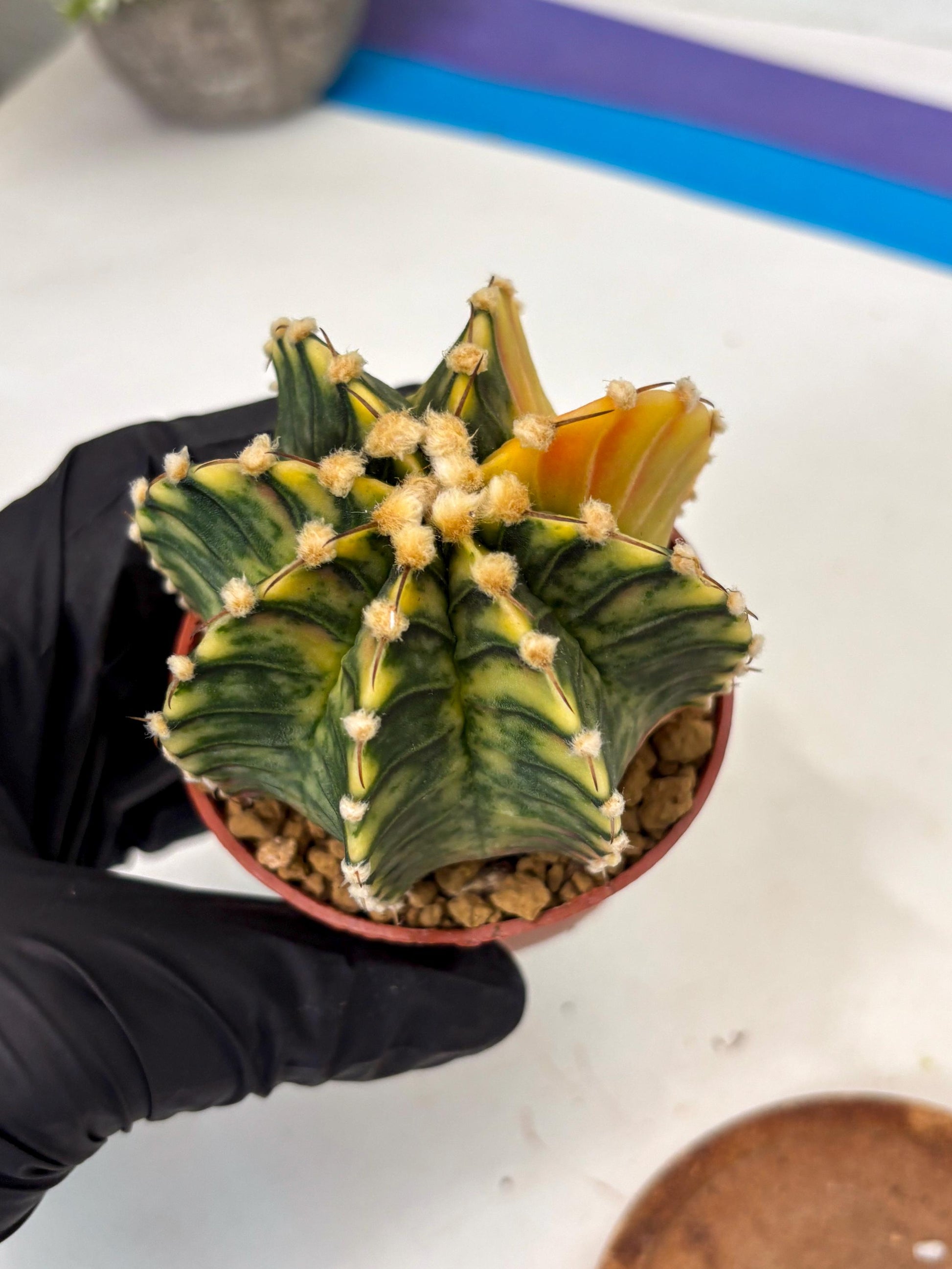 Gymnocalycium Lb Hybrid (gy3) (y2) | Imported Plants