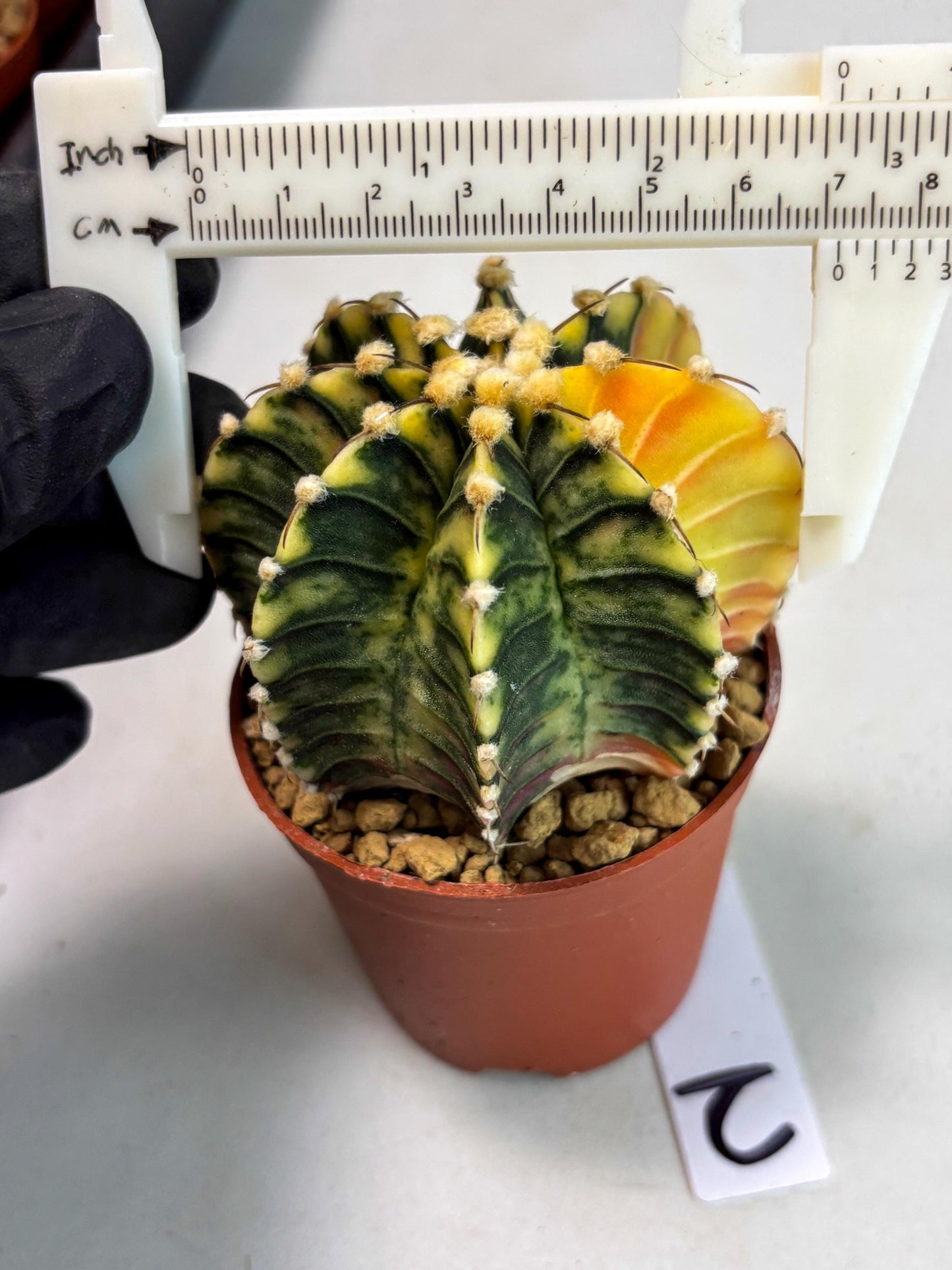 Gymnocalycium Lb Hybrid (gy3) (y2) | Imported Plants