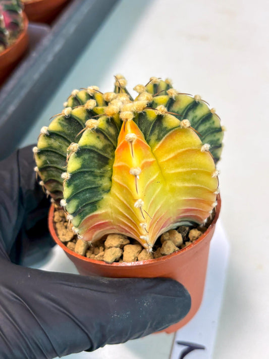 Gymnocalycium Lb Hybrid (gy3) (y2) | Imported Plants