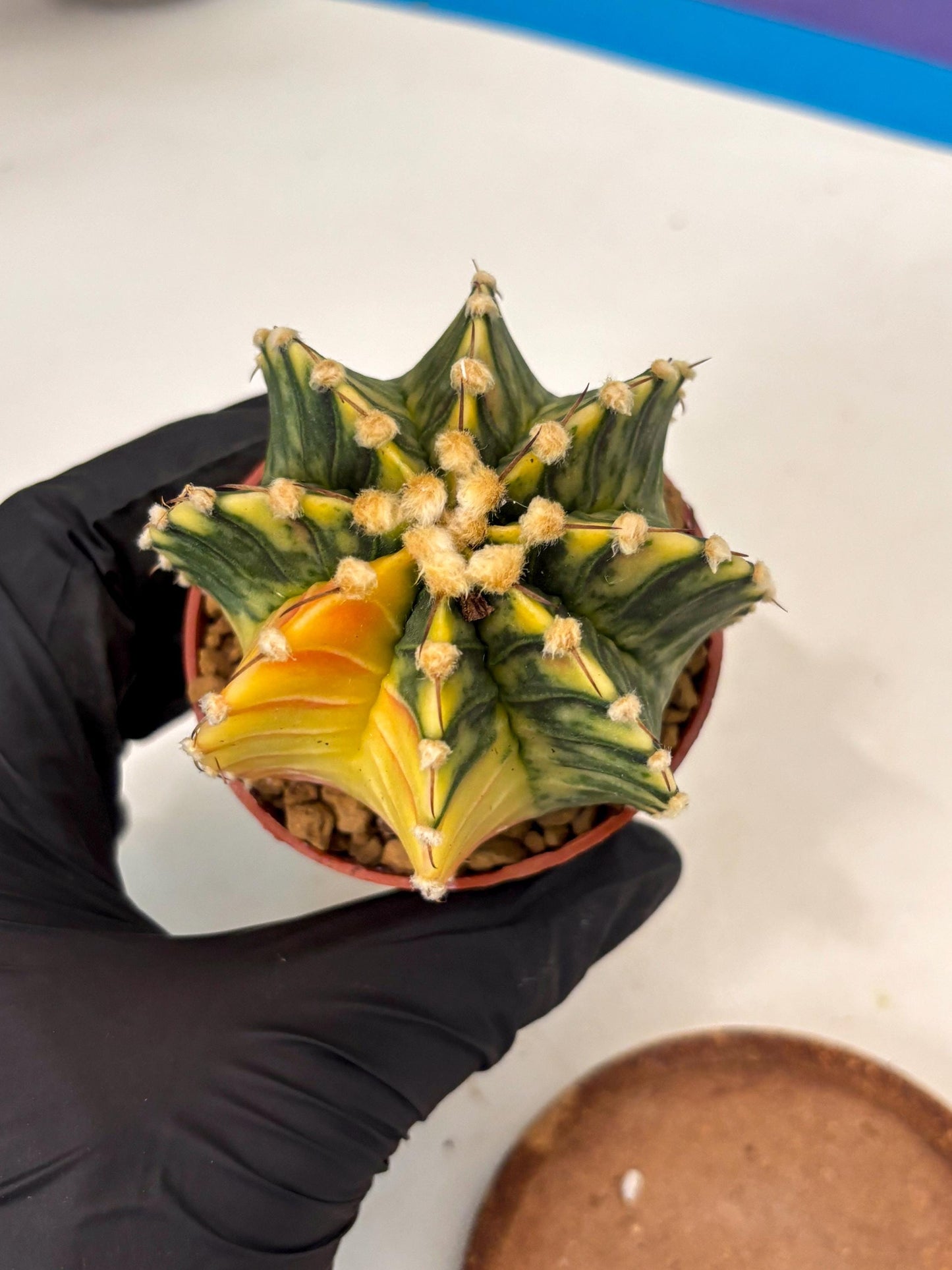 Gymnocalycium Lb Hybrid (gy3) (y2) | Imported Plants