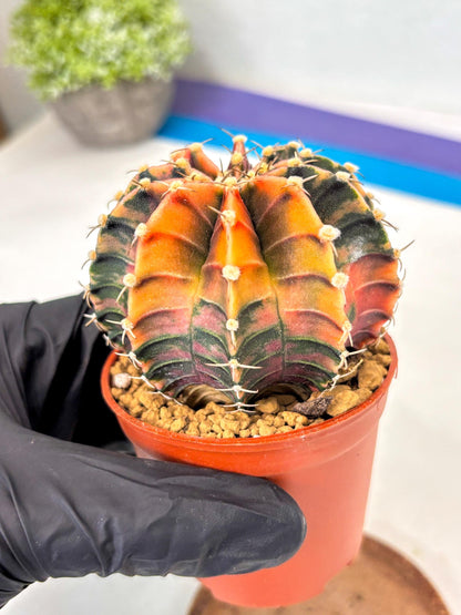 Gymnocalycium Lb Hybrid (gy3) (y3) | Imported Plants