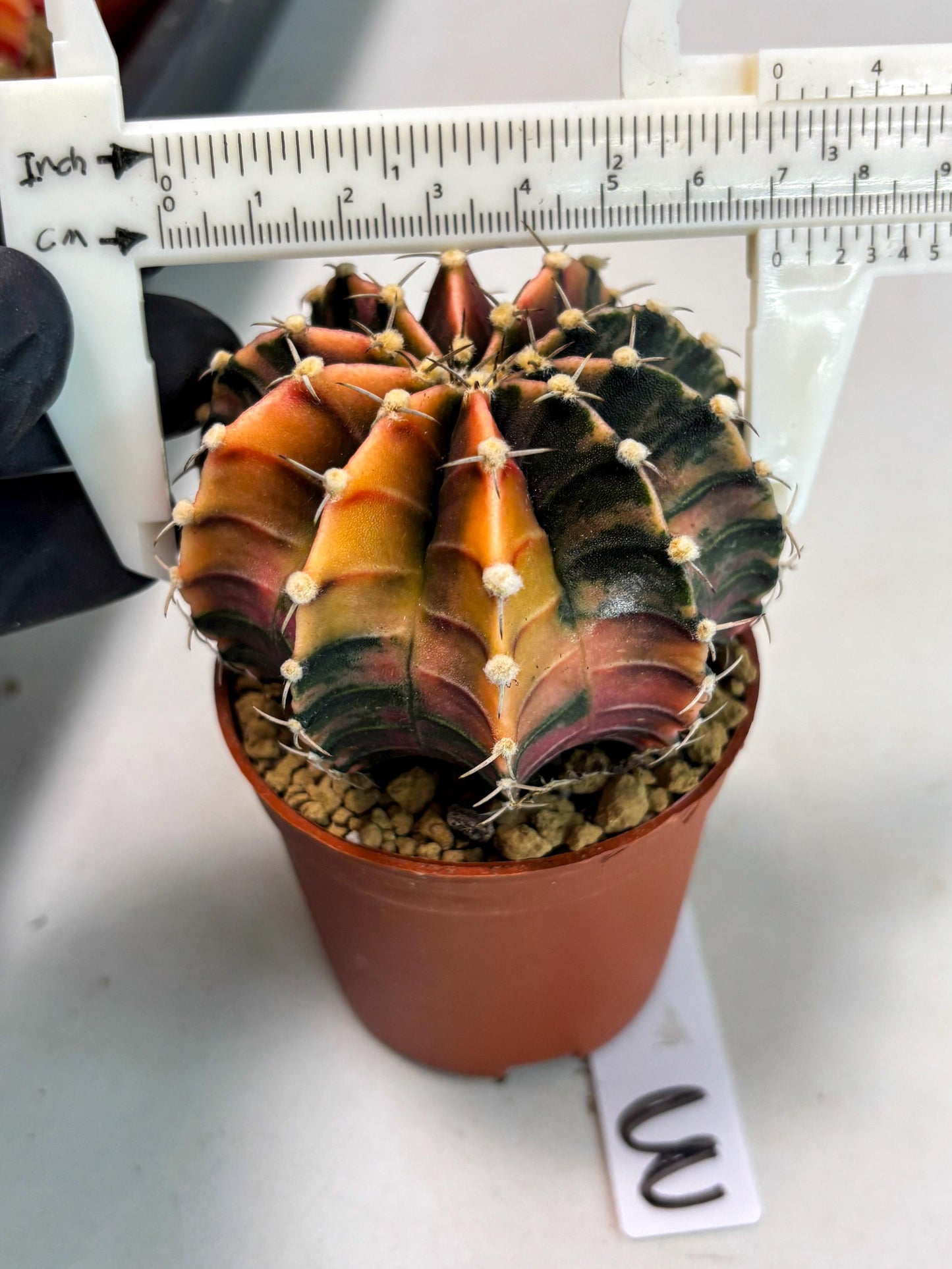 Gymnocalycium Lb Hybrid (gy3) (y3) | Imported Plants