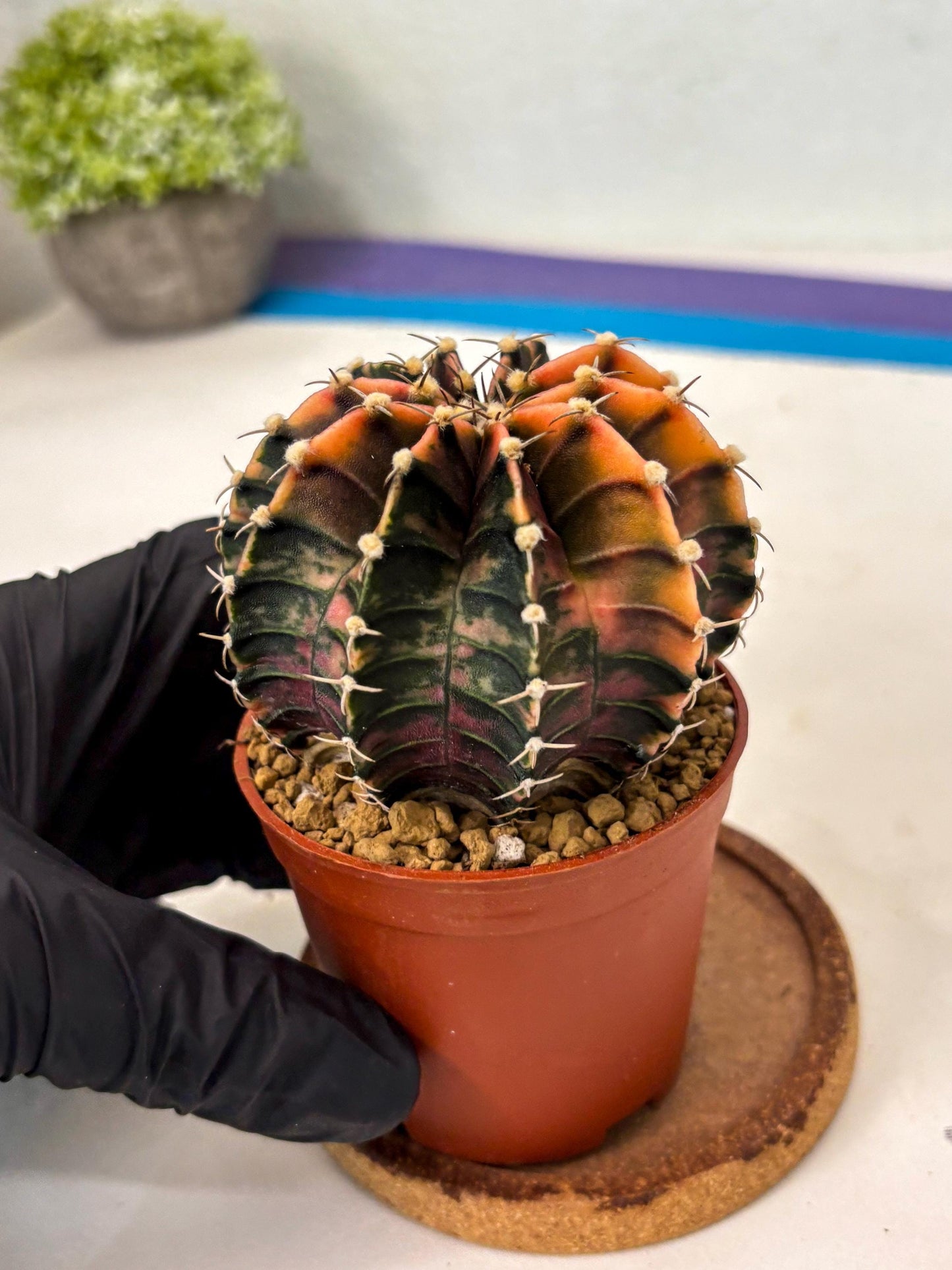 Gymnocalycium Lb Hybrid (gy3) (y3) | Imported Plants
