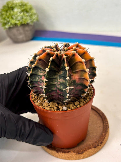Gymnocalycium Lb Hybrid (gy3) (y3) | Imported Plants