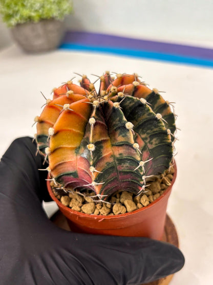 Gymnocalycium Lb Hybrid (gy3) (y3) | Imported Plants
