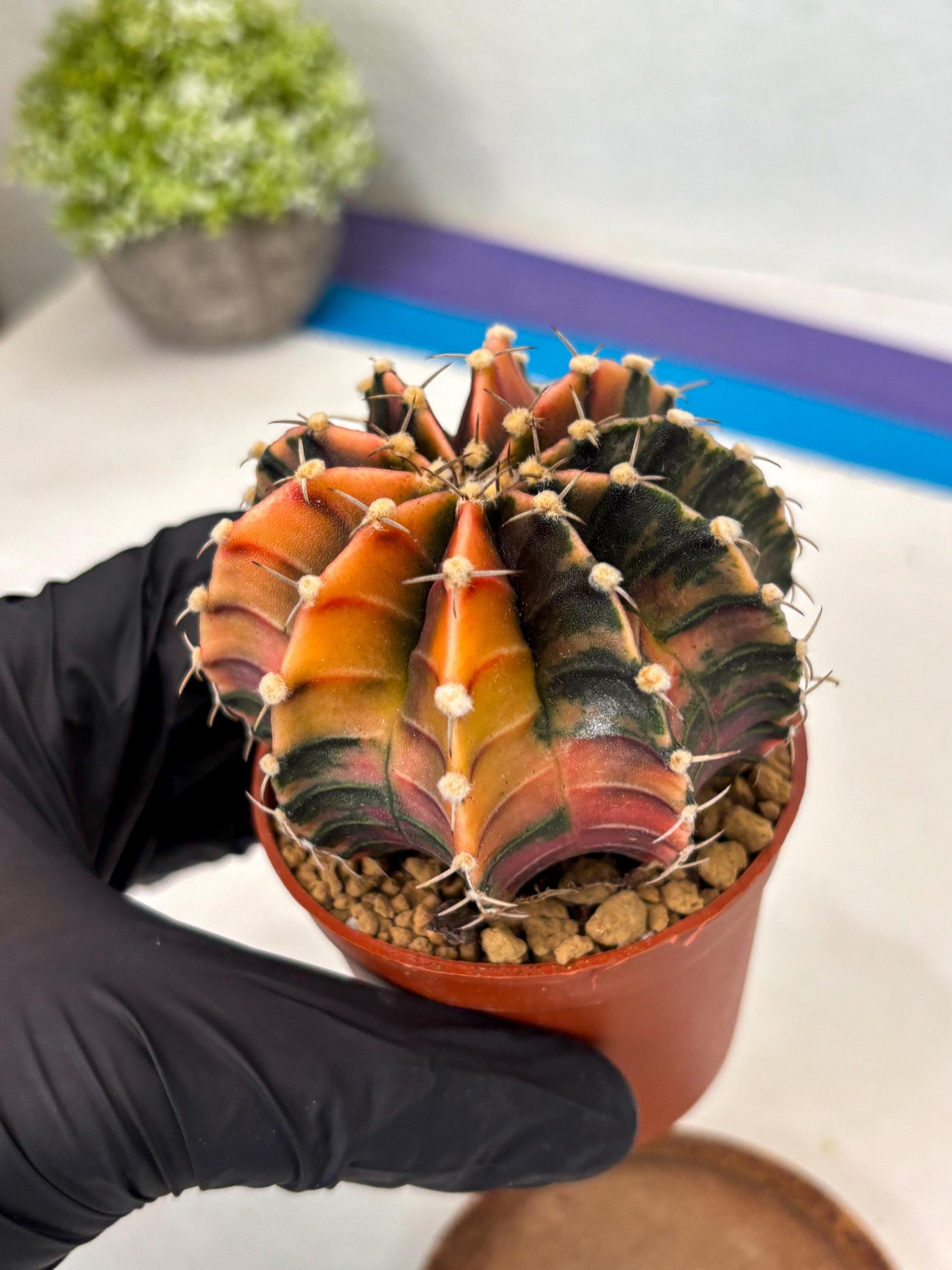 Gymnocalycium Lb Hybrid (gy3) (y3) | Imported Plants