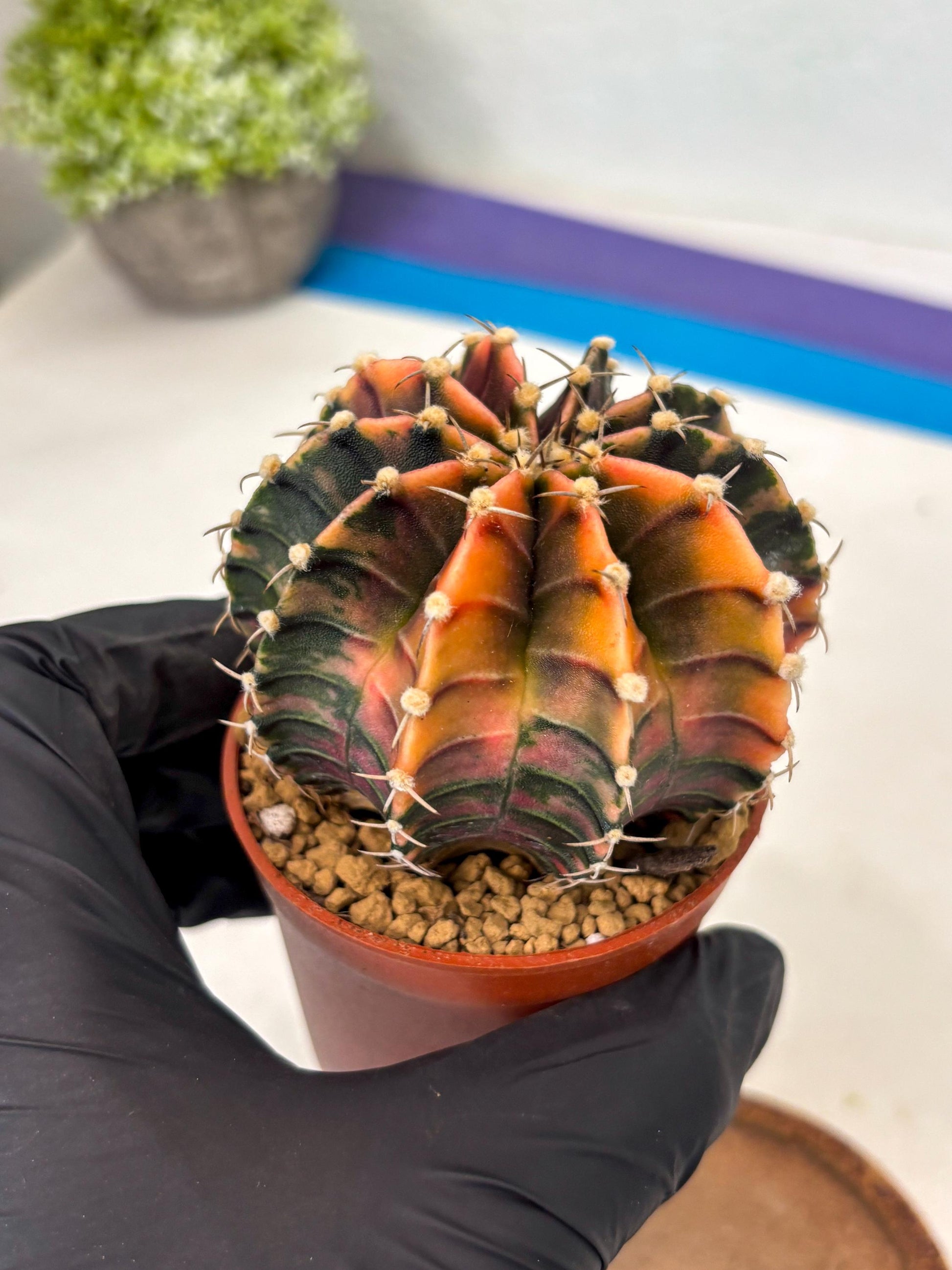 Gymnocalycium Lb Hybrid (gy3) (y3) | Imported Plants