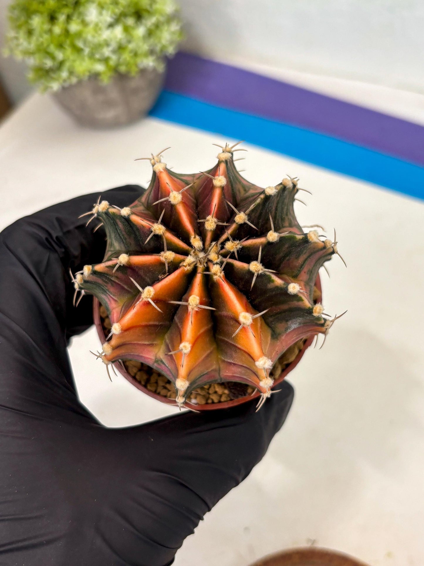 Gymnocalycium Lb Hybrid (gy3) (y3) | Imported Plants