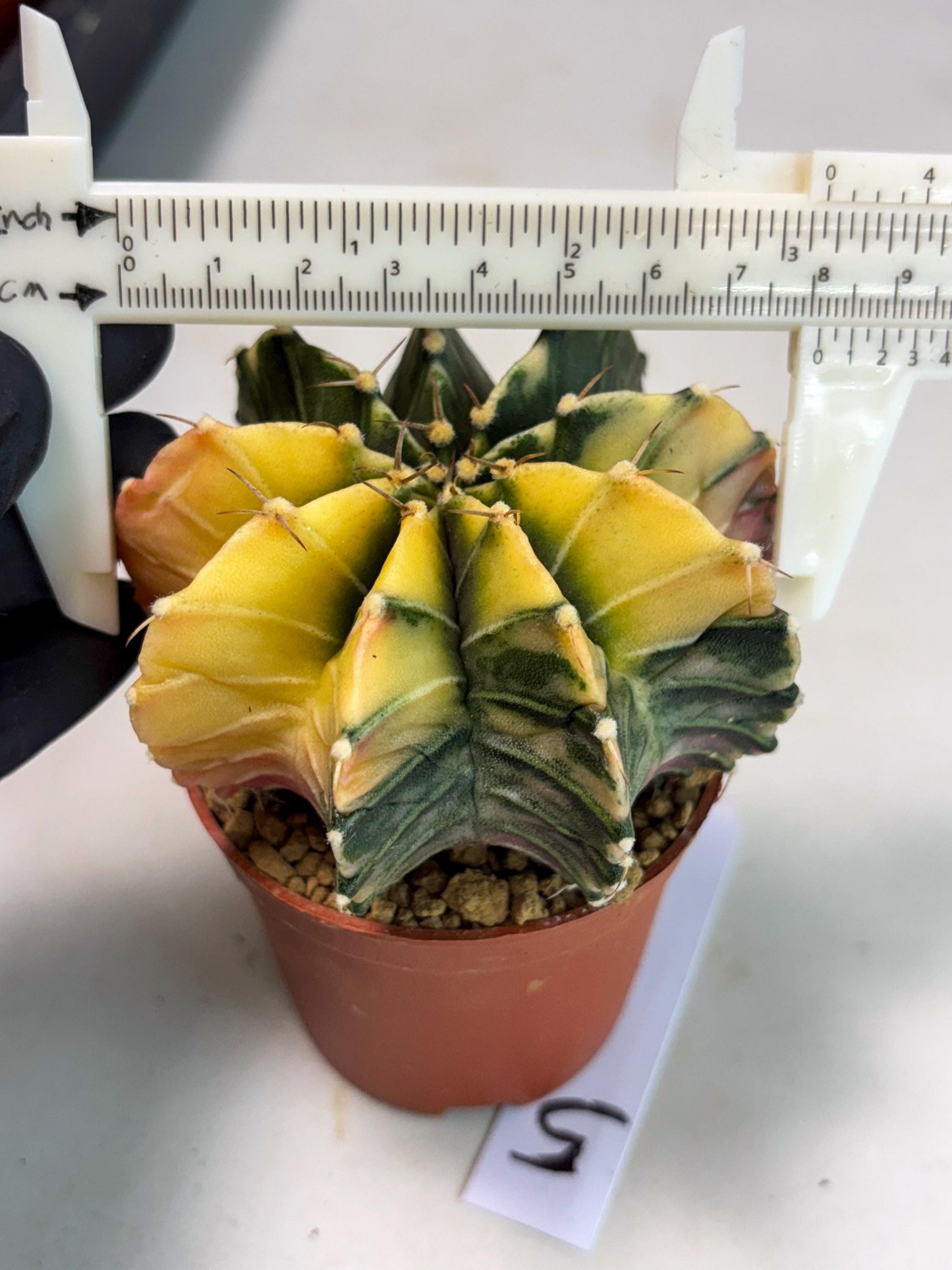 Gymnocalycium Lb Hybrid (gy3) (y5) | Imported Plants