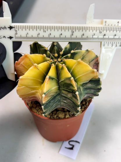 Gymnocalycium Lb Hybrid (gy3) (y5) | Imported Plants