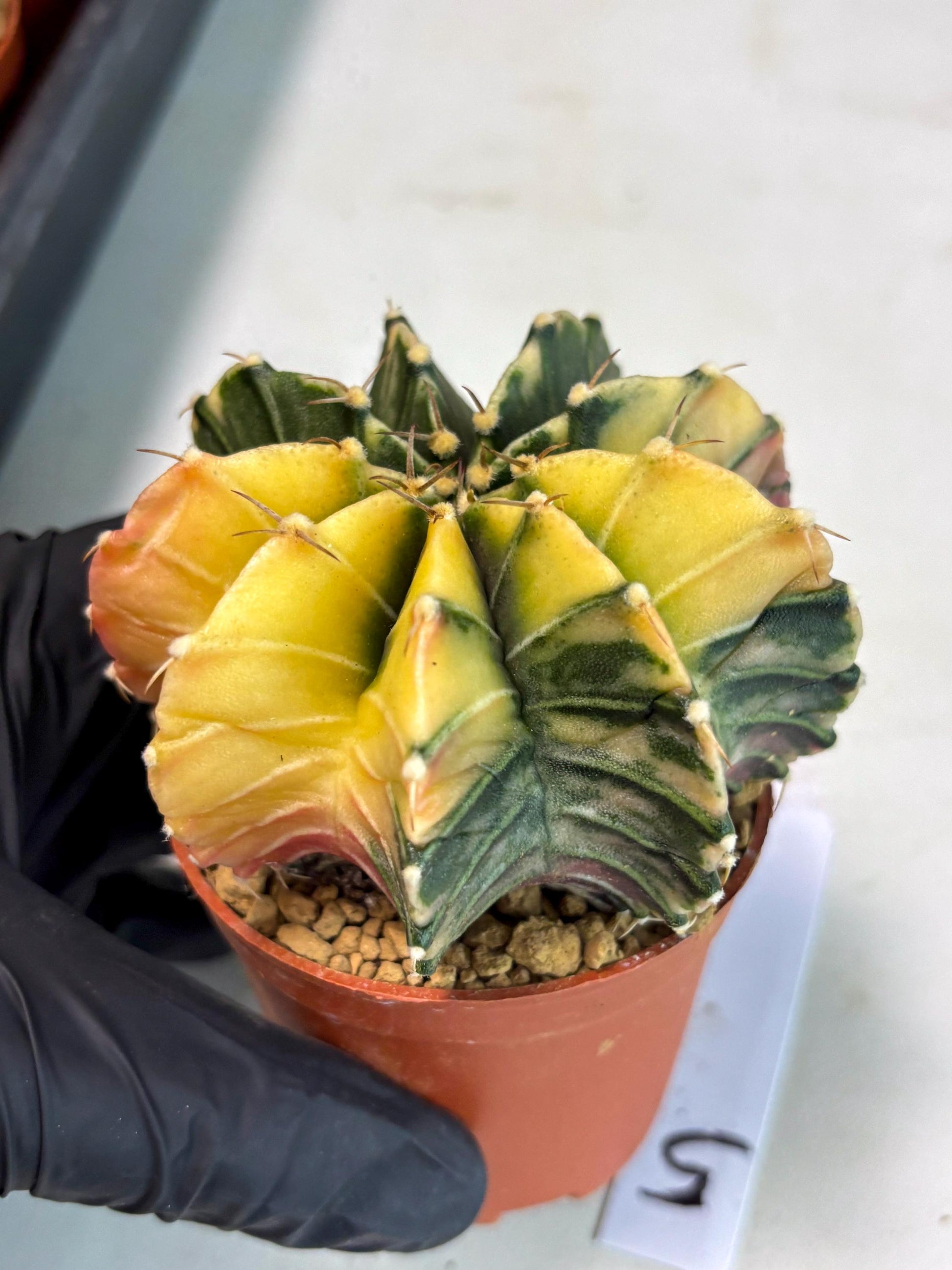 Gymnocalycium Lb Hybrid (gy3) (y5) | Imported Plants