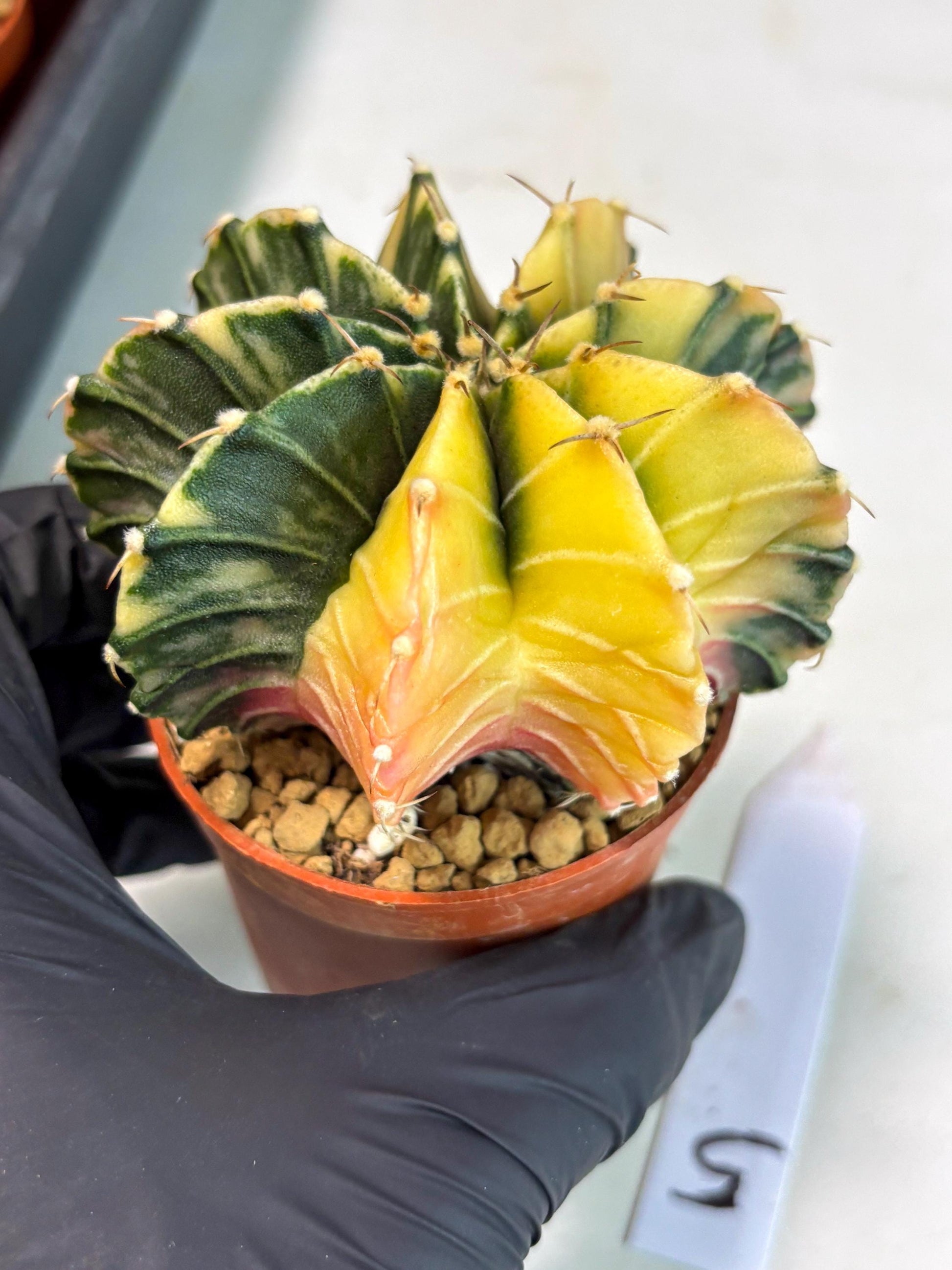 Gymnocalycium Lb Hybrid (gy3) (y5) | Imported Plants