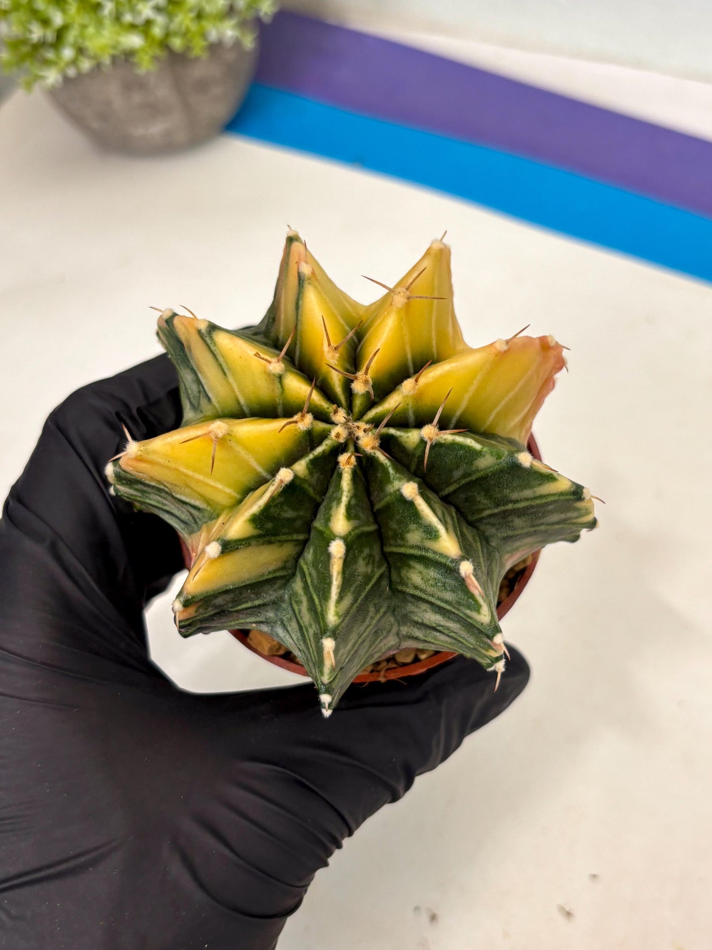 Gymnocalycium Lb Hybrid (gy3) (y5) | Imported Plants
