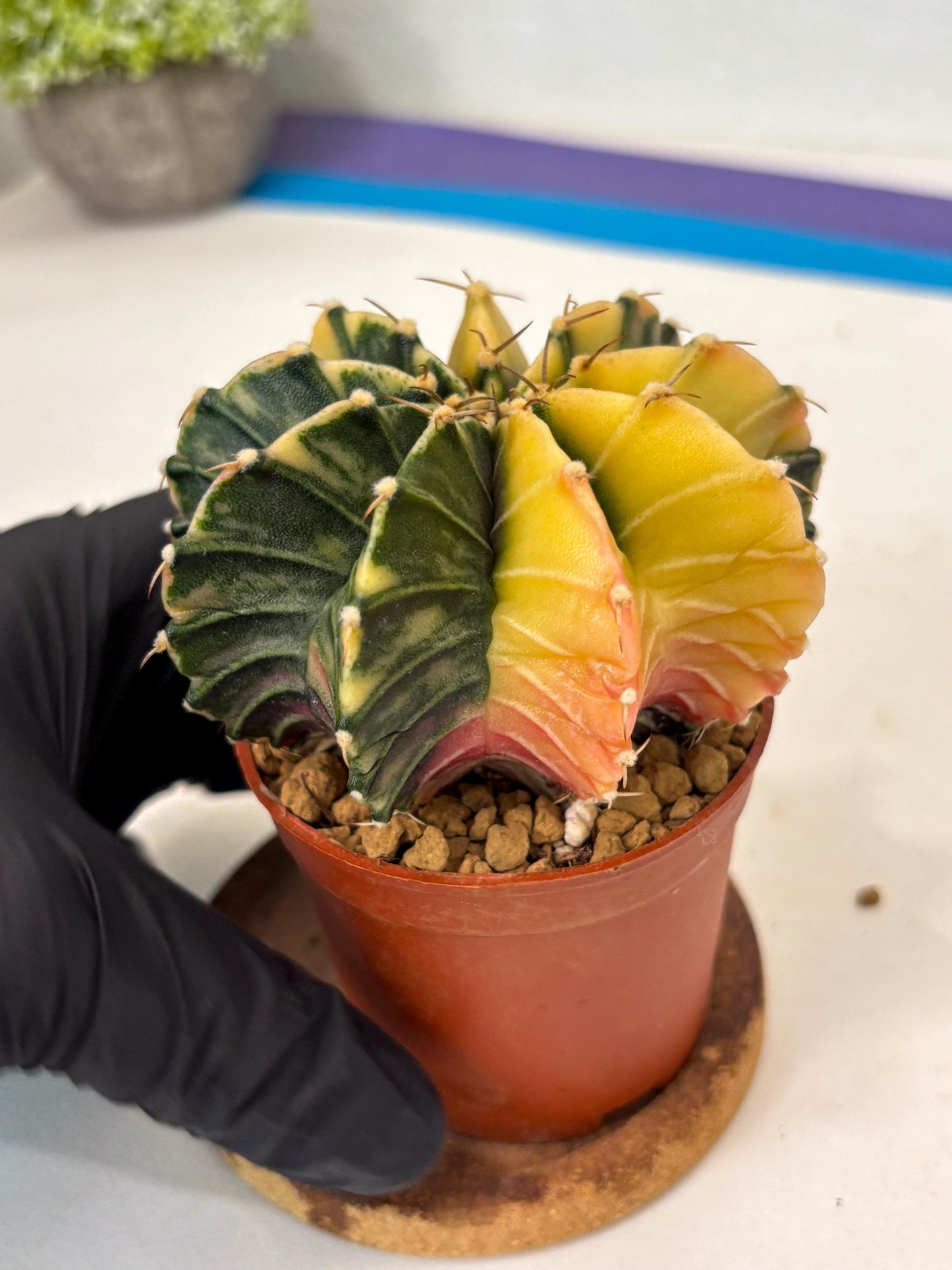 Gymnocalycium Lb Hybrid (gy3) (y5) | Imported Plants