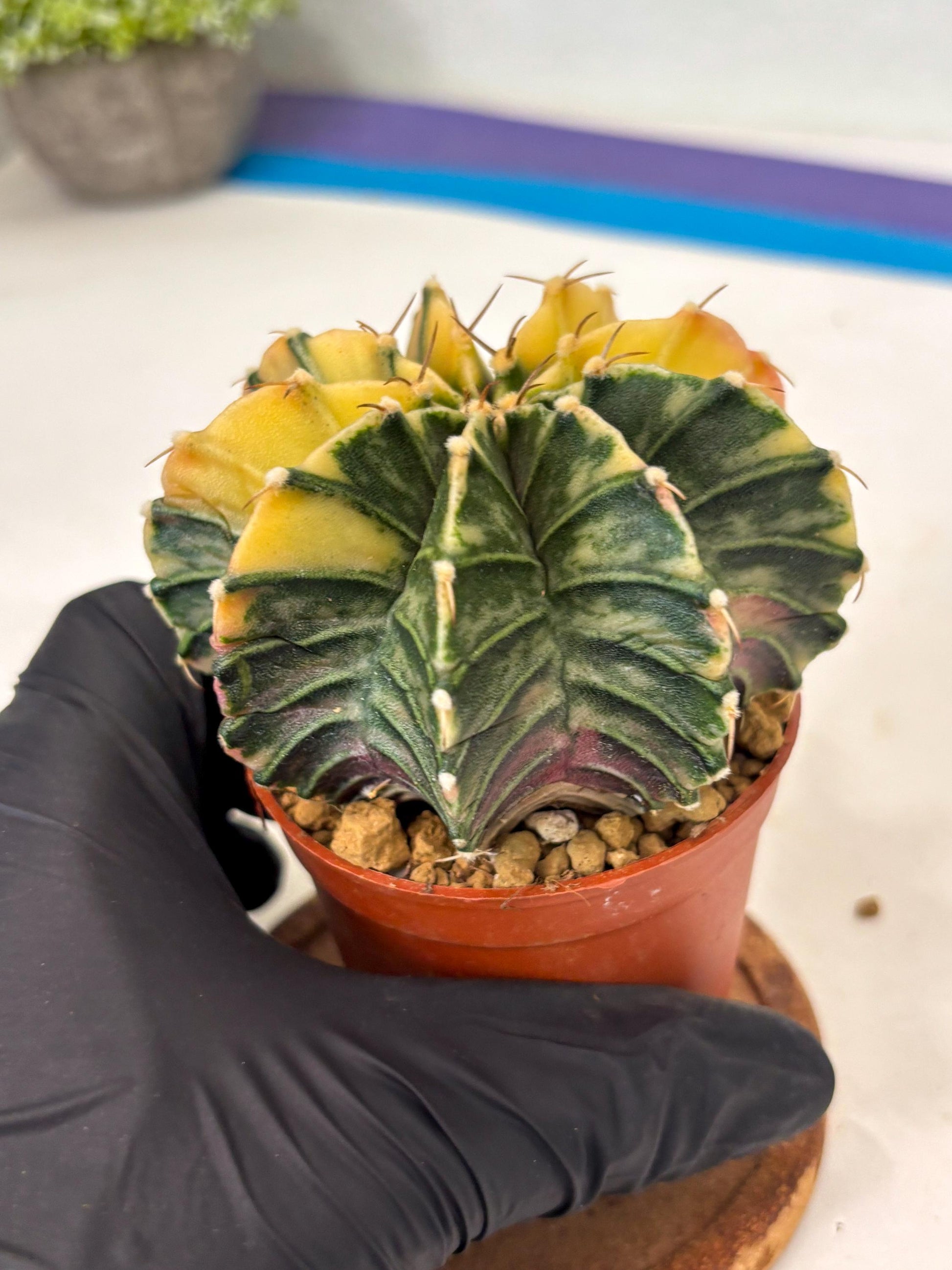 Gymnocalycium Lb Hybrid (gy3) (y5) | Imported Plants