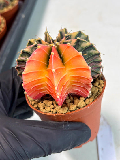 Gymnocalycium Lb Hybrid (gy3) (y6) | Imported Plants