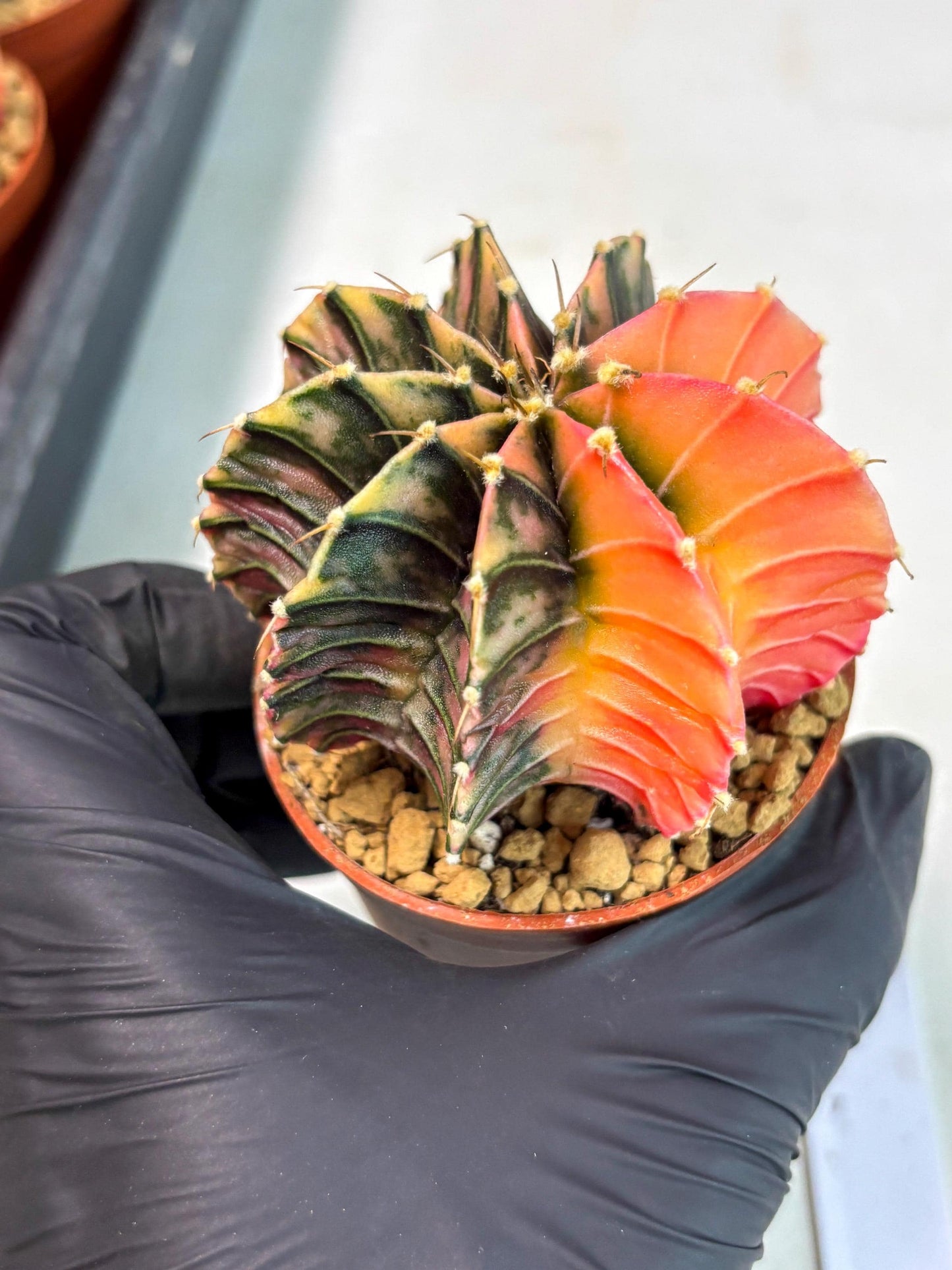 Gymnocalycium Lb Hybrid (gy3) (y6) | Imported Plants
