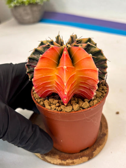 Gymnocalycium Lb Hybrid (gy3) (y6) | Imported Plants