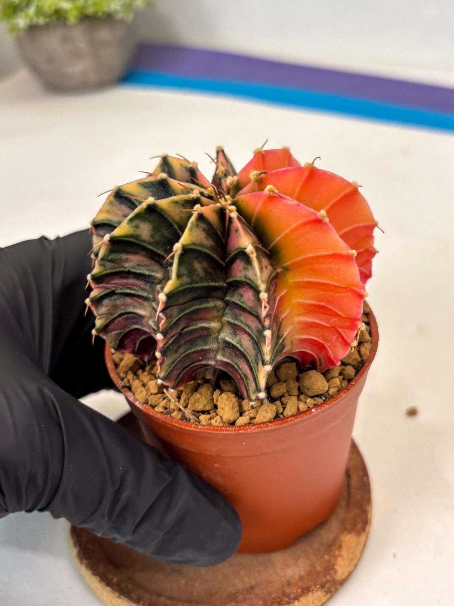 Gymnocalycium Lb Hybrid (gy3) (y6) | Imported Plants