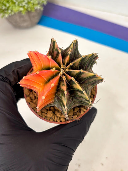 Gymnocalycium Lb Hybrid (gy3) (y6) | Imported Plants