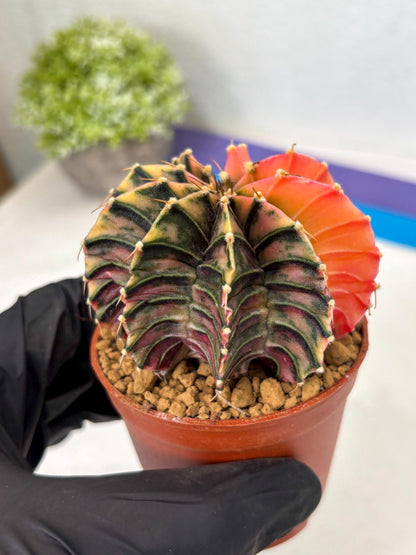 Gymnocalycium Lb Hybrid (gy3) (y6) | Imported Plants