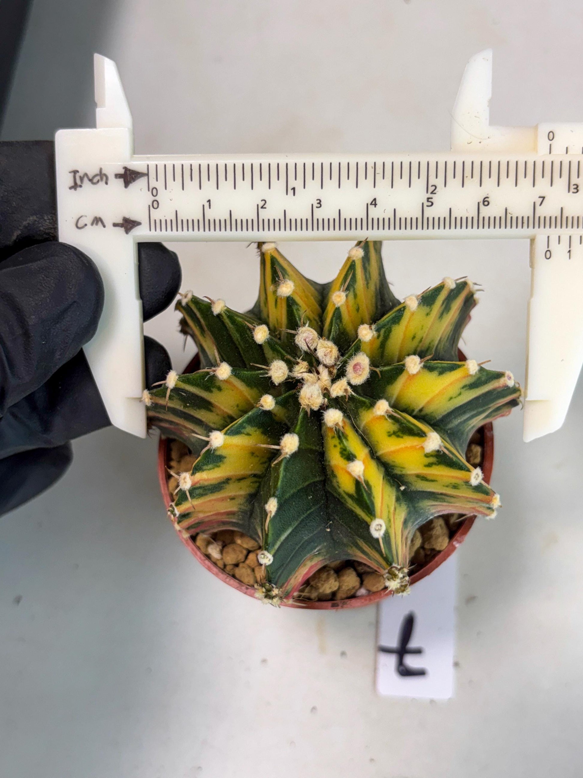Gymnocalycium Lb Hybrid (gy3) (y7) | Imported Plants