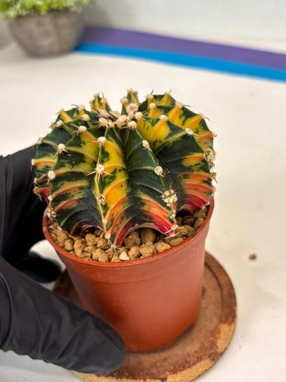Gymnocalycium Lb Hybrid (gy3) (y7) | Imported Plants